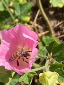 Bienenfreundliche Stauden machen nicht nur den Menschen Freude :)